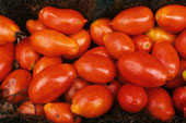 PlumTomatoes[1].jpg
